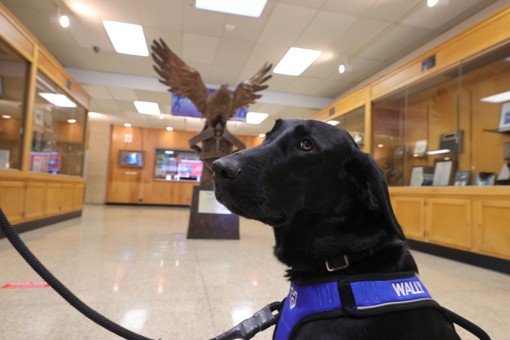 Wally Therapy Dog